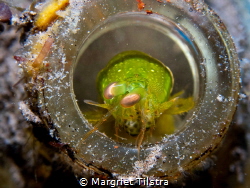Mantis shrimp in a bottle
Olympus TG-6
Dauin, Negros Or... by Margriet Tilstra 